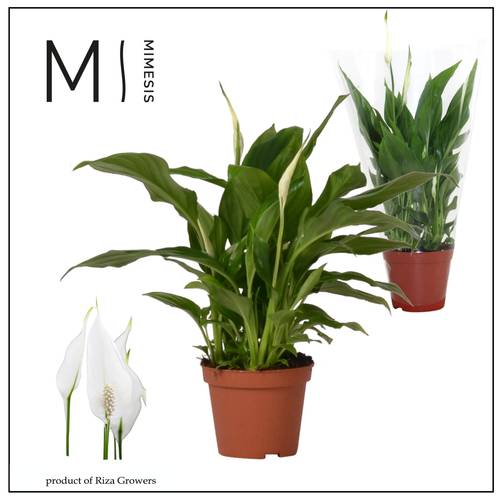 Spathiphyllum Chopin 3+ T09 H030