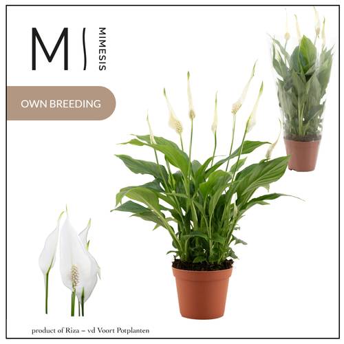 Spathiphyllum Chopin T09 H030