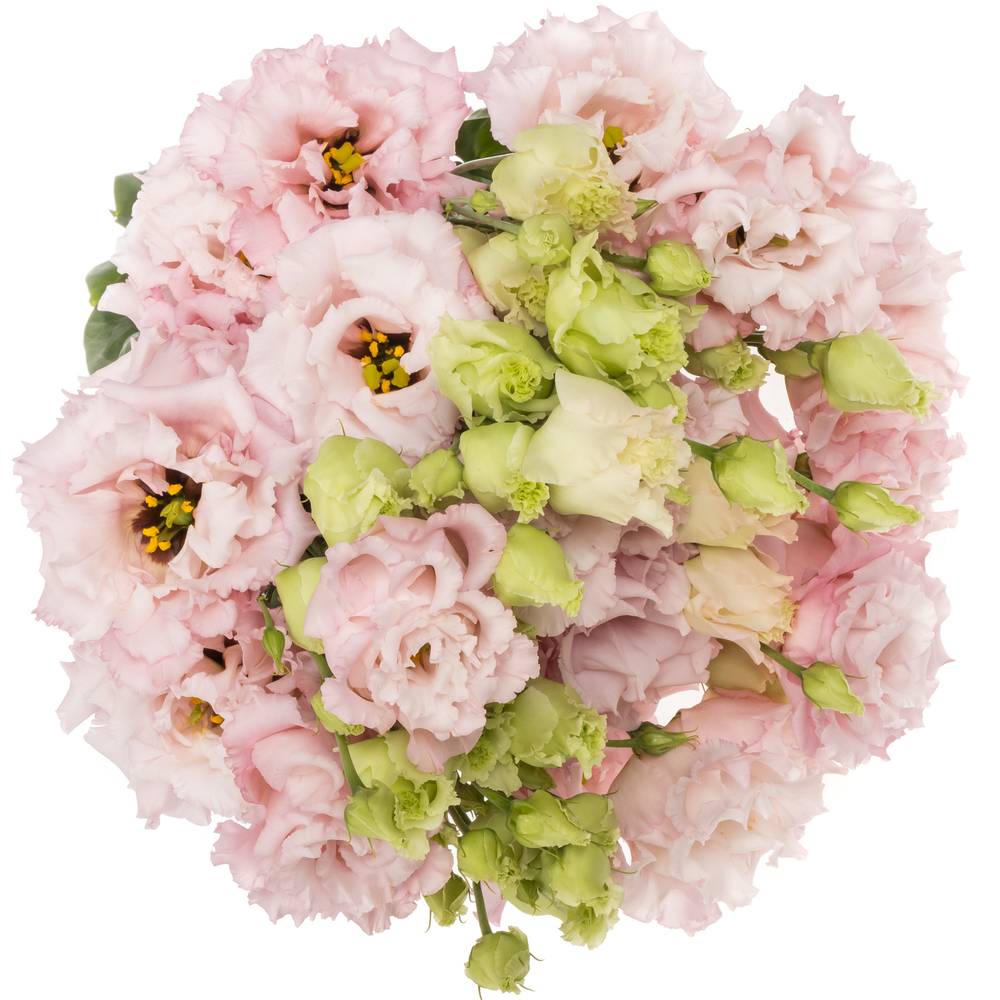 Lisianthus rosa Celeb Queen  5+Bl.70cm