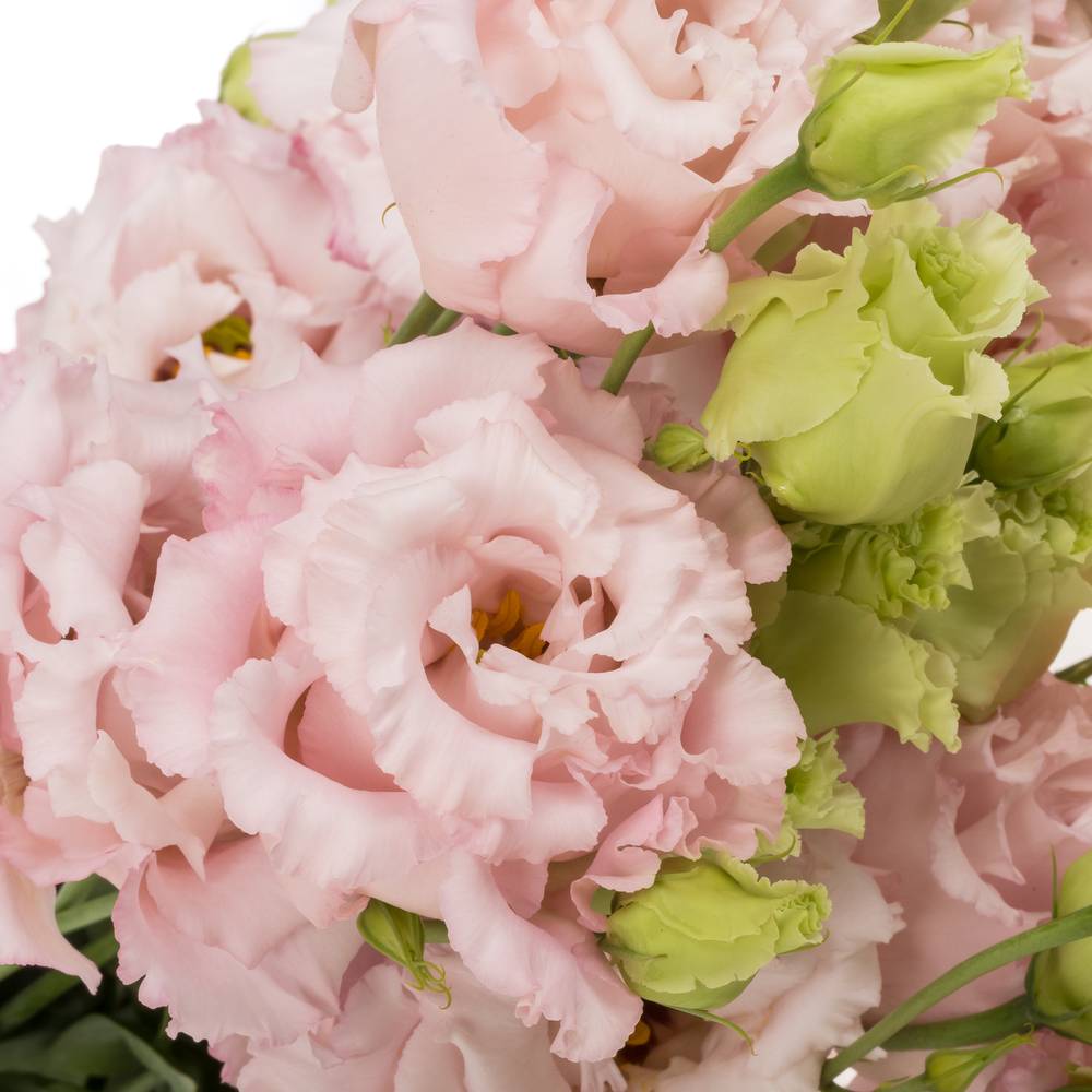 Lisianthus rosa Celeb Queen  5+Bl.70cm