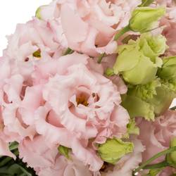 Lisianthus rosa Celeb Queen  5+Bl.70cm