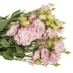 Lisianthus rosa Celeb Queen  5+Bl.70cm