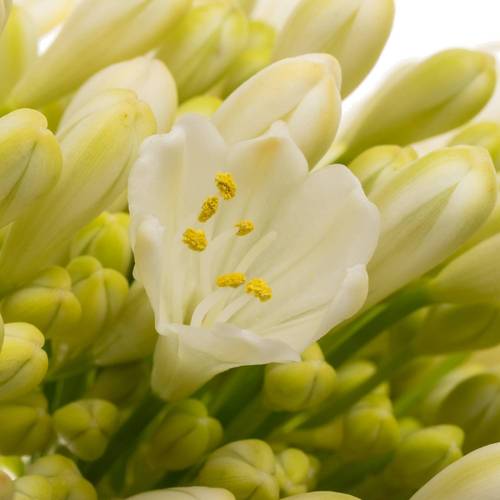 Agapanthus weiss monte carlo