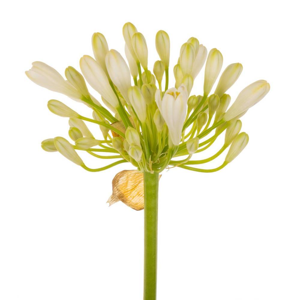 Agapanthus weiss monte carlo