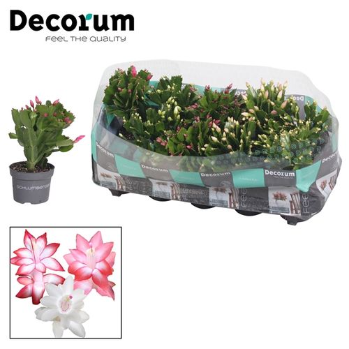 Schlumberg.mix T10,5 H020