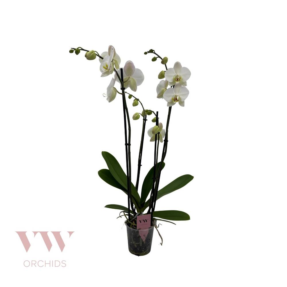 Phal.4-R weiss Leeds T12 H060