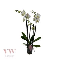 Phal.4-R weiss Leeds T12 H060