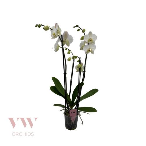 Phal.4-R weiss Leeds T12 H060