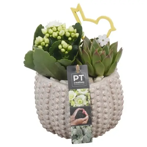 Kal.Arr PTIB6421 T14 H019