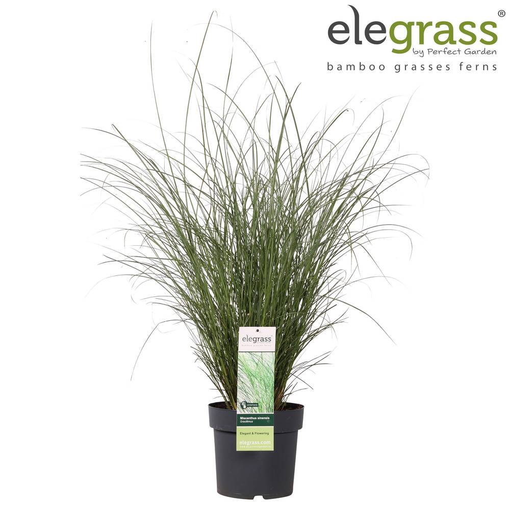 Miscanthus sinensis 'Gracillimus' T23 H100