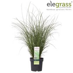 Miscanthus sinensis 'Gracillimus' T23 H100