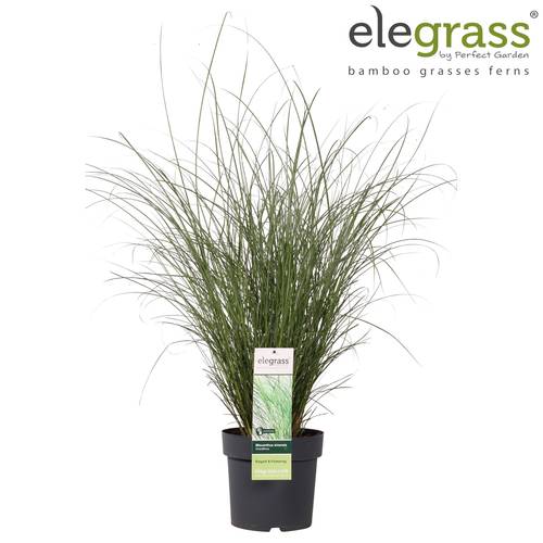 Miscanthus sinensis 'Gracillimus' T23 H100