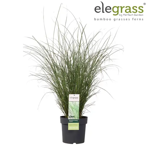 Miscanthus sinensis 'Gracillimus' T23 H100