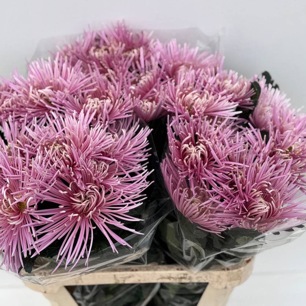 Chrys.Deko rosa Uzuri Raspberry 80Gramm 80cm DE