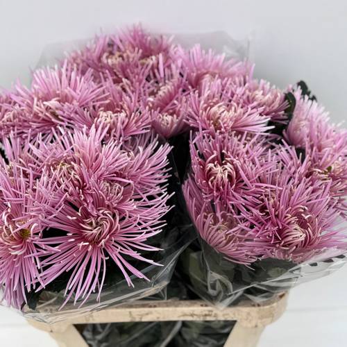 Chrys.Deko rosa Uzuri Raspberry 80Gramm 80cm DE