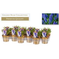 Muscari blau     T10 H11