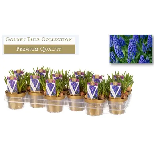 Muscari blau     T10 H11