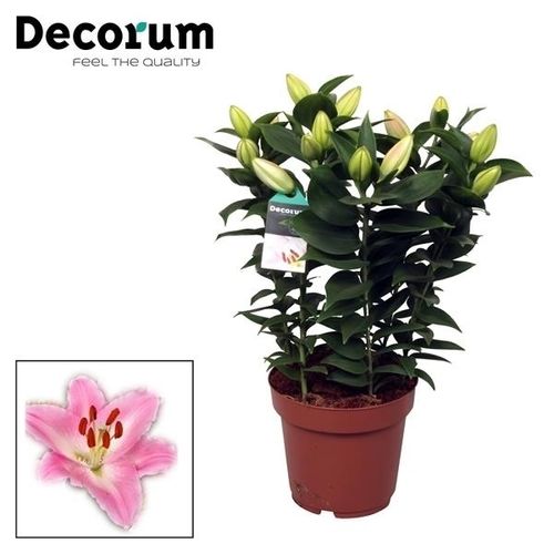 Lilien 5er Oriental rosa T19 H50