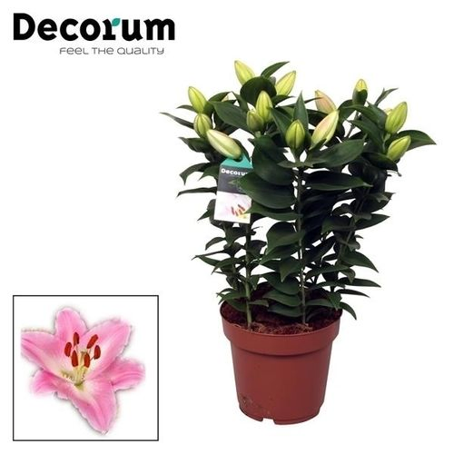 Lilien 5er Oriental rosa T19 H50