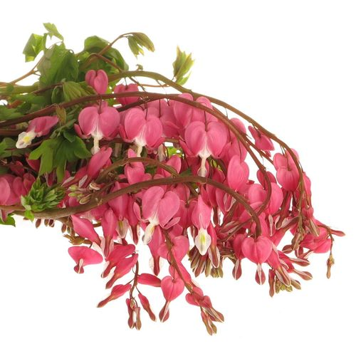 Dicentra rosa   60cm