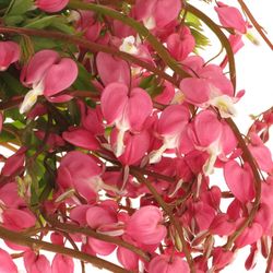 Dicentra rosa   60cm