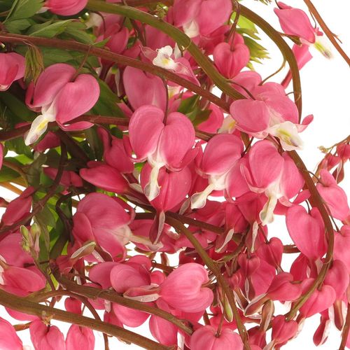 Dicentra rosa   60cm