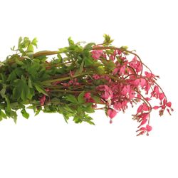 Dicentra rosa   60cm
