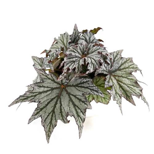 Begonia Rex Hybrid Space Star T12 H025