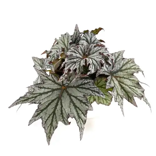 Begonia Rex Hybrid Space Star T12 H025