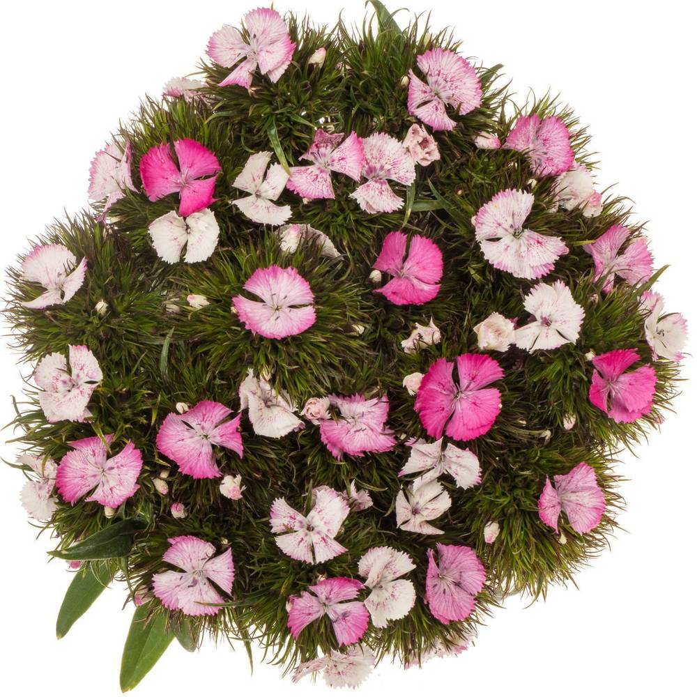 Bartnelke rosa Sweet Pink Magic 55cm