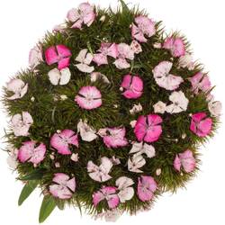 Bartnelke rosa Sweet Pink Magic 55cm