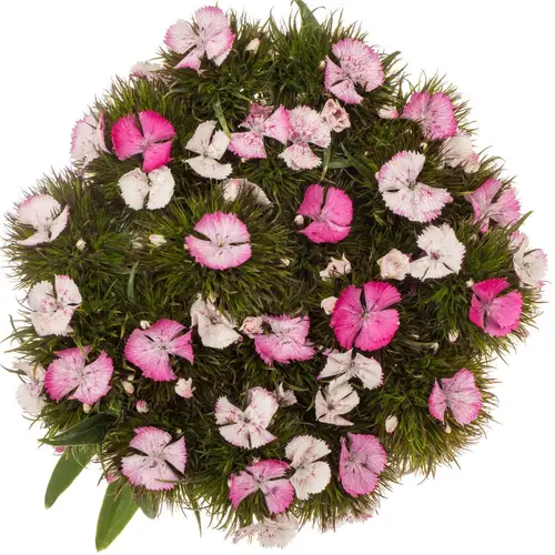 Bartnelke rosa Sweet Pink Magic 55cm