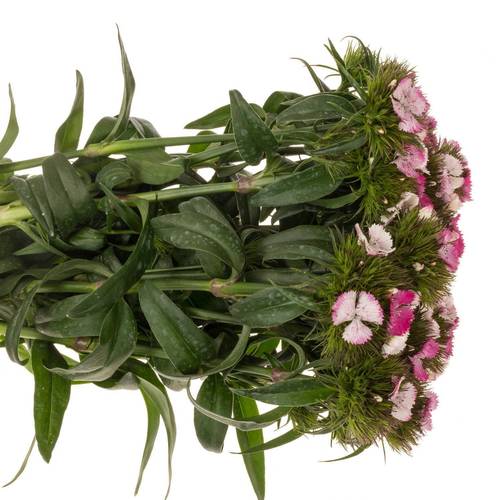 Bartnelke rosa Sweet Pink Magic 55cm