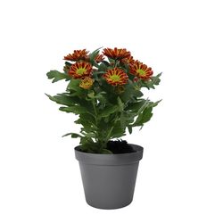 Chrys. orange Hybrid Mini T06