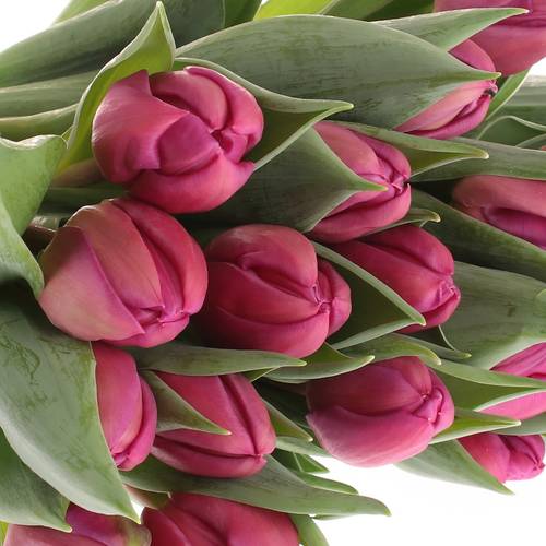 Tulpe lila doppel Respectable Triflor 38 Gram