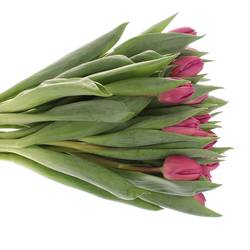 Tulpe lila doppel Respectable Triflor 38 Gram