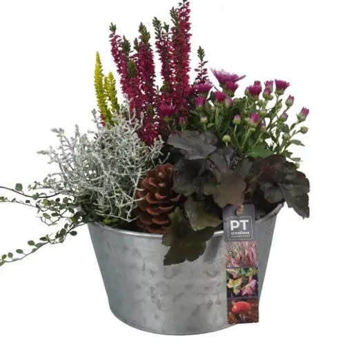 Garten.Arr PTHO4081 Herbst T22 H034