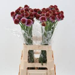 Scabiosa dunkel rosa Bicolor Pink 70cm