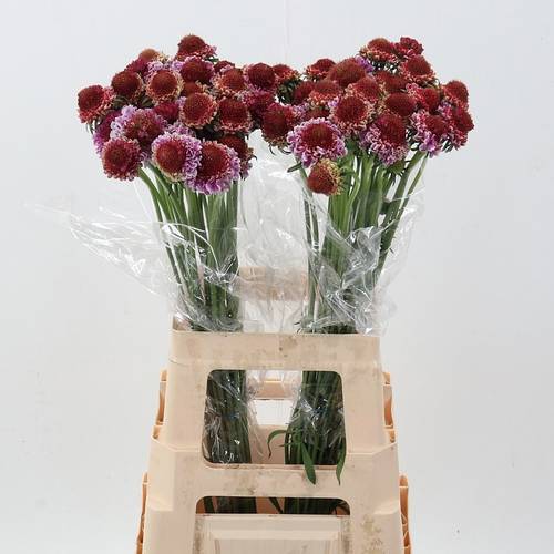 Scabiosa dunkel rosa Bicolor Pink 70cm