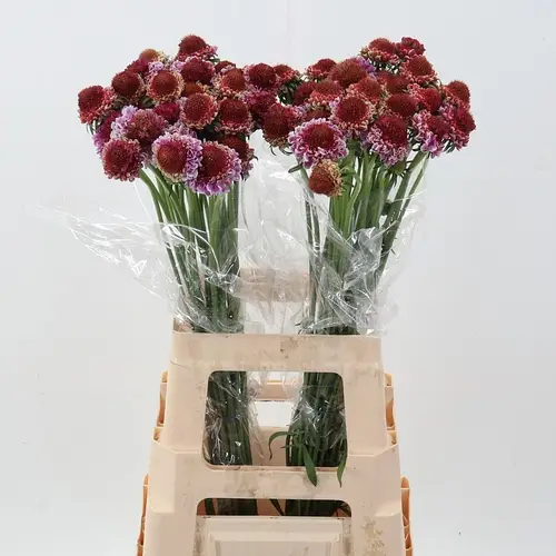 Scabiosa dunkel rosa Bicolor Pink 70cm