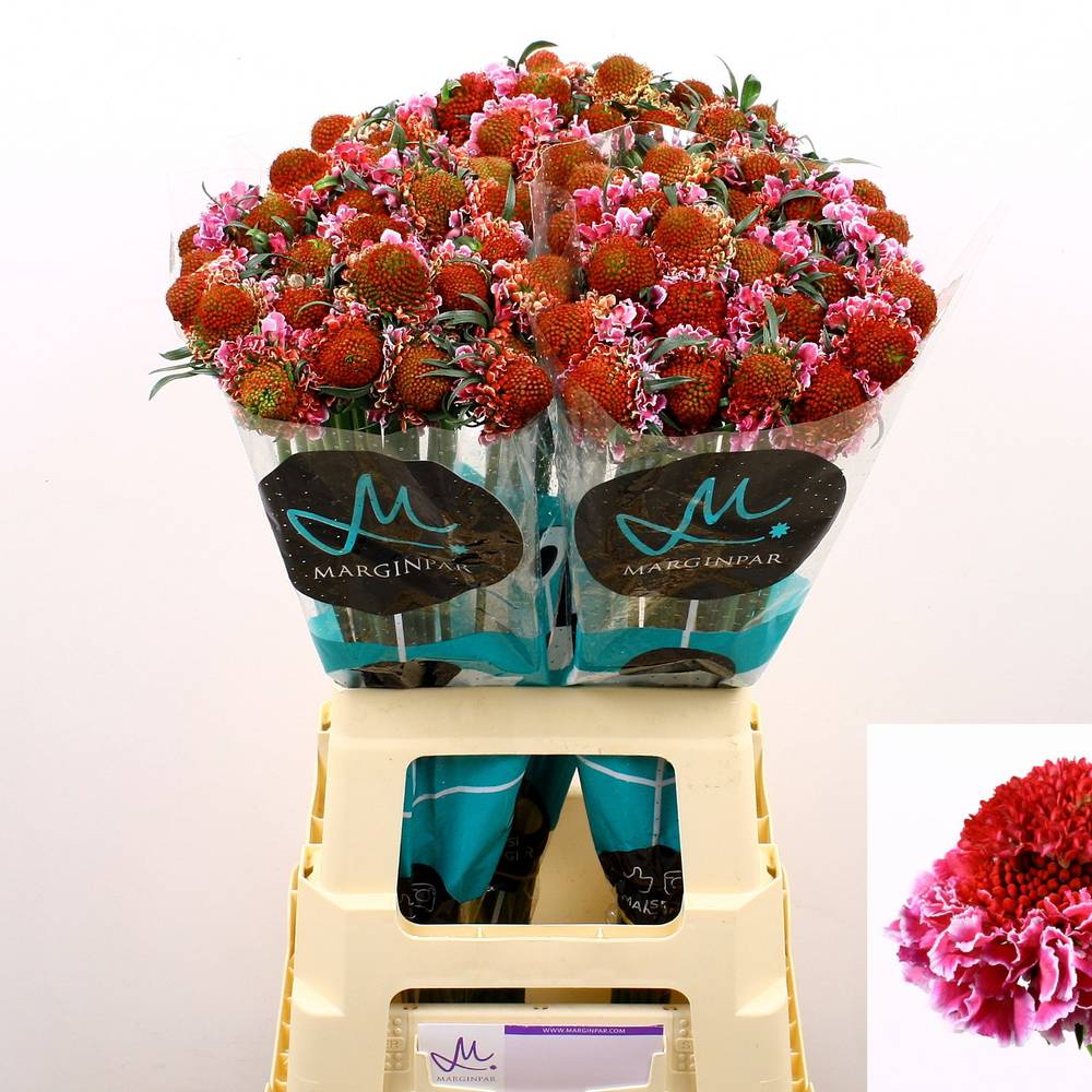 Scabiosa dunkel rosa Bicolor Pink 70cm