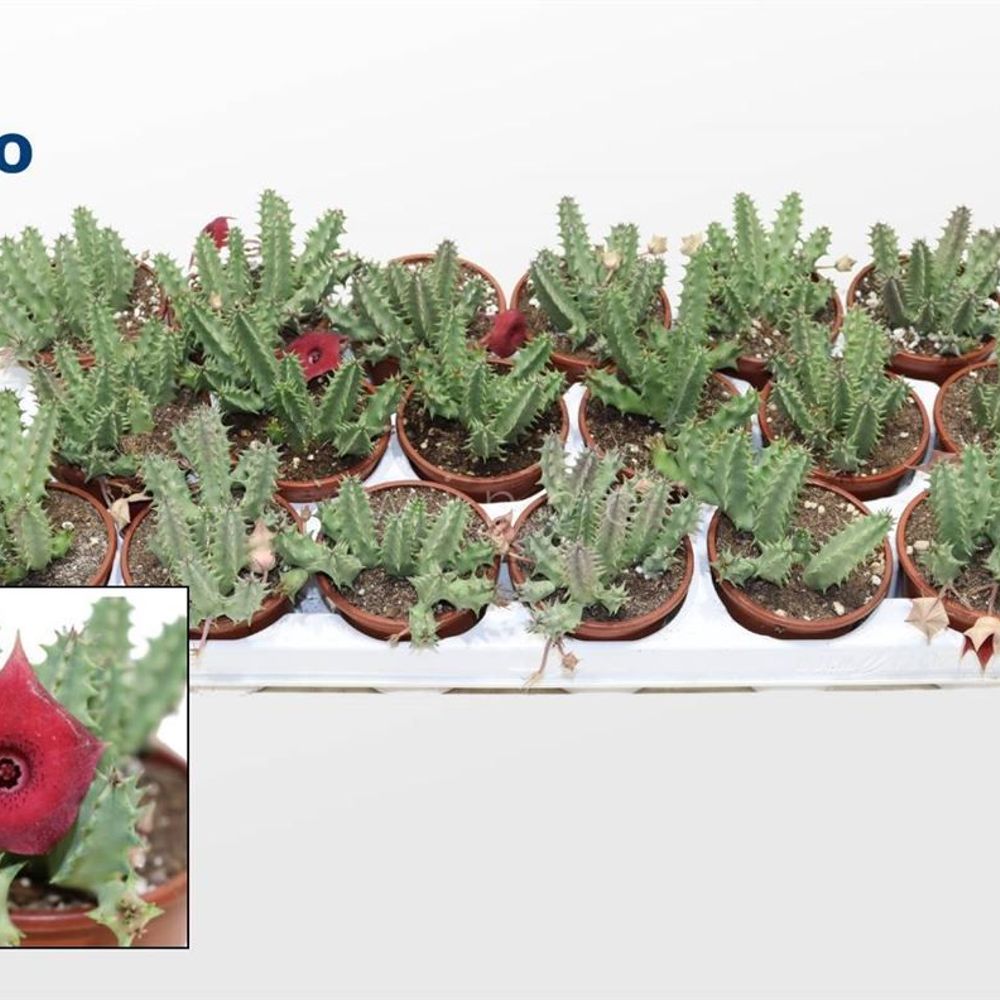 Huernia Confusa Pink Eye T8 H16