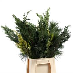 Konifere mix 50cm 350 gramm bund