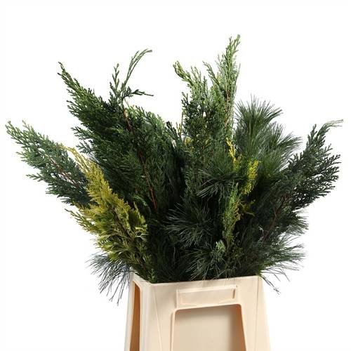 Konifere mix 50cm 350 gramm bund