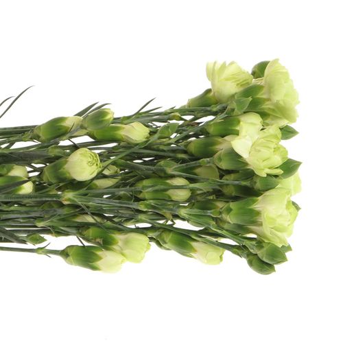Spraynelke grün Skadi 60cm