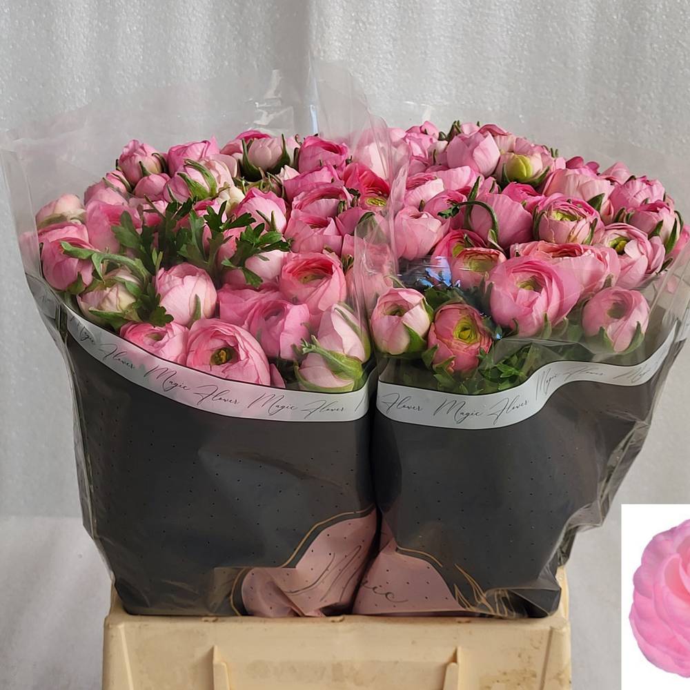 Ranunkel hell rosa Aazur Light Pink 45cm x 40