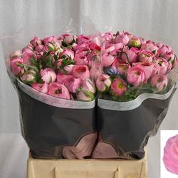 Ranunkel hell rosa Aazur Light Pink 45cm x 40