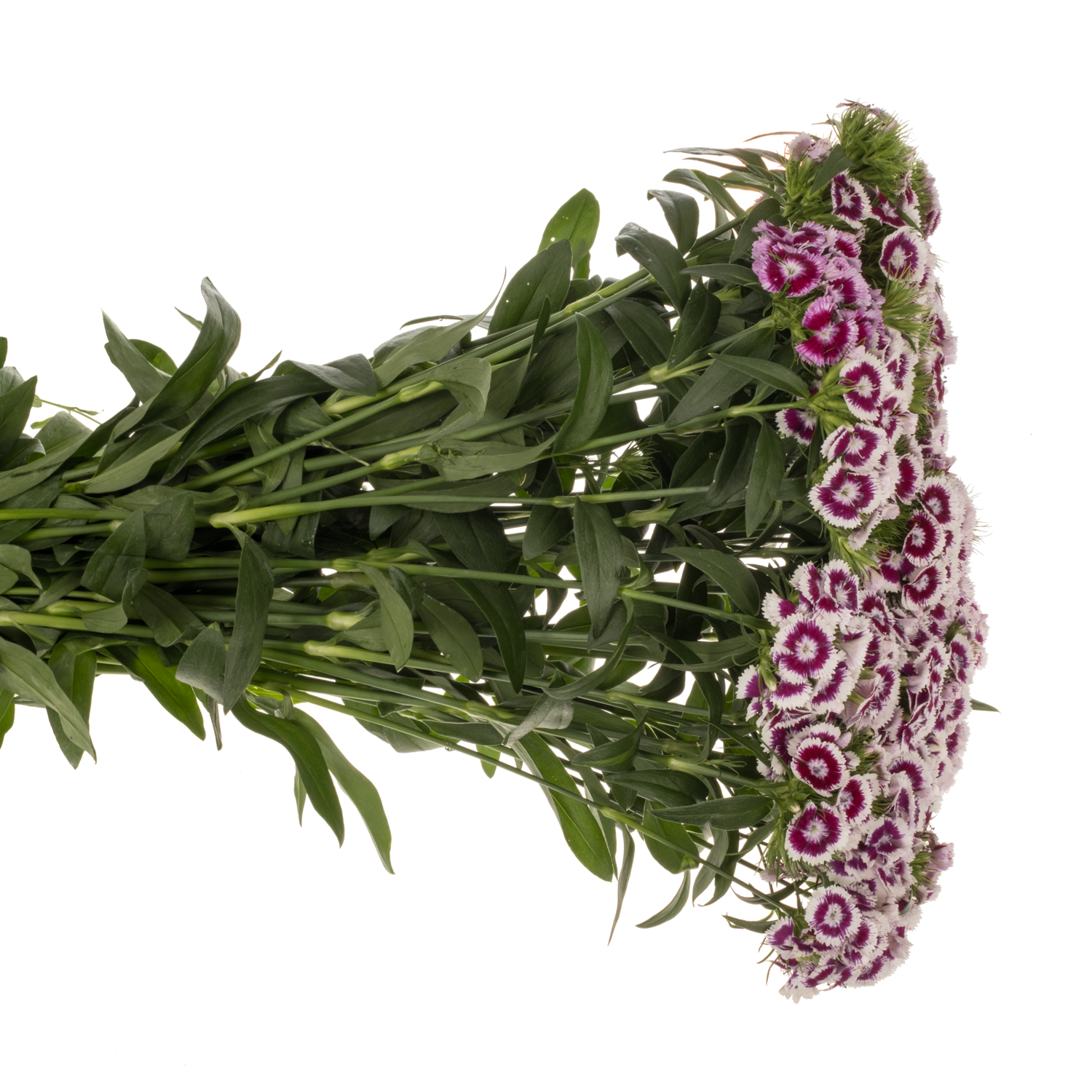 Bartnelke dunkel lila/weiss Sweet Will Bic Purple 60cm
