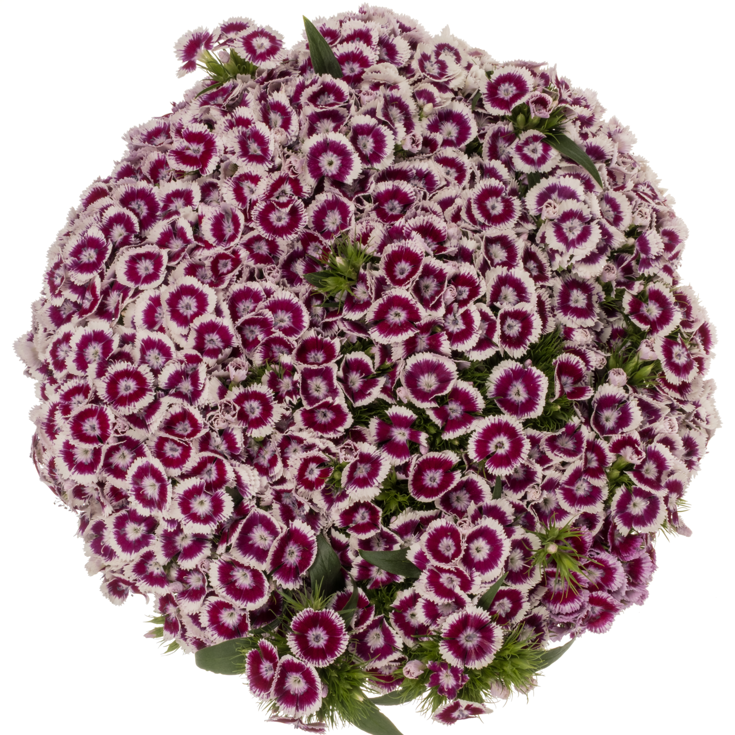 Bartnelke dunkel lila/weiss Sweet Will Bic Purple 60cm
