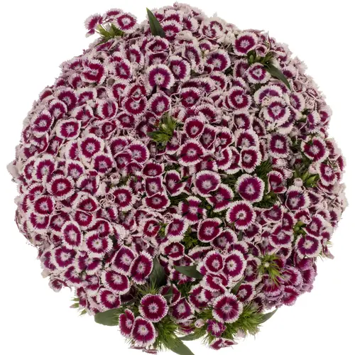 Bartnelke dunkel lila/weiss Sweet Will Bic Purple 60cm